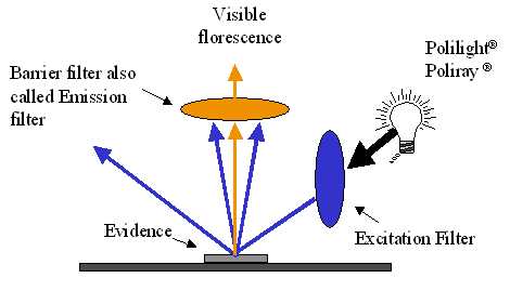 The visible fluorescence