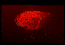Fluorescence of ifted print stained with Hungarian Red