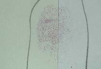 Fingerprint on paper developed with 5-MTN (left half) and ninhydrin (right half)