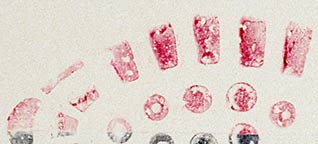 Part of a shoeprint in blood, developed with Hungarian Red and lifted with a white gelatin lifter. Note that with lifting a mirror image is obtained.