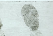 Fingerprint on transparant packing tape developed with wet powder black and photographed against a white background.
