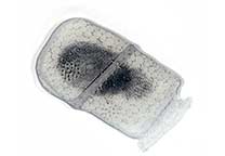 Lift of a fingermark developed with black fingerprint powder using Silmark Cart Clear (Cat. No. C-2505).