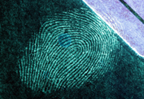 Fingerprint on blue metal surface developed with SPR UV, excitation with 365 nm light.